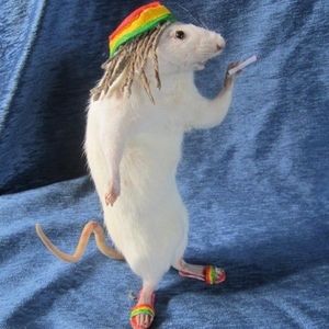 Meet your Posher, Lizzy